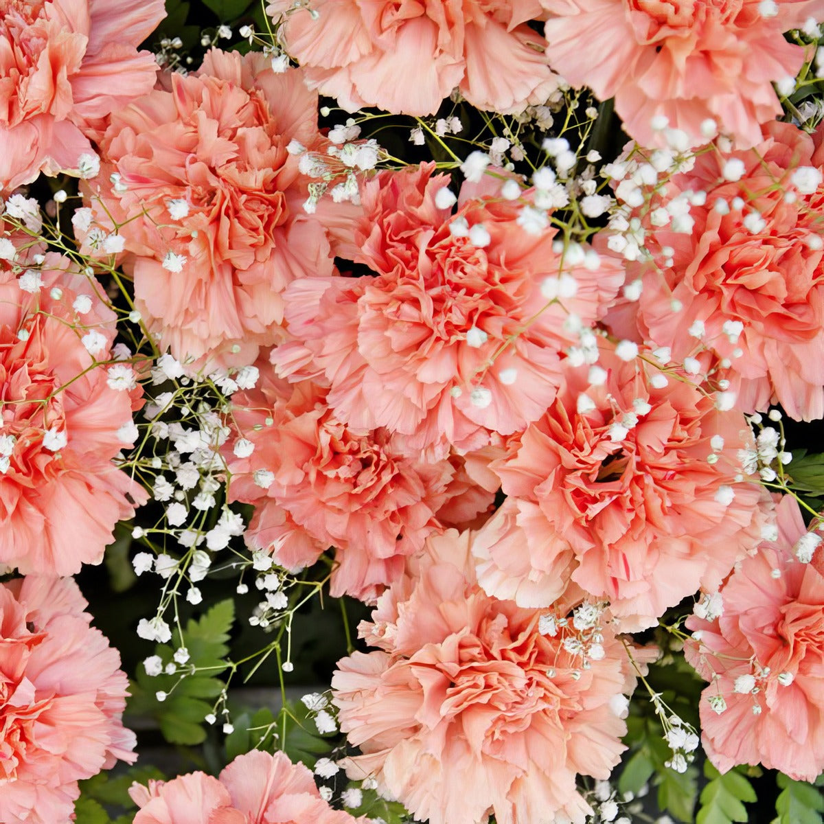 Carnation Pinata Peach P68carppc - Garden Express Australia