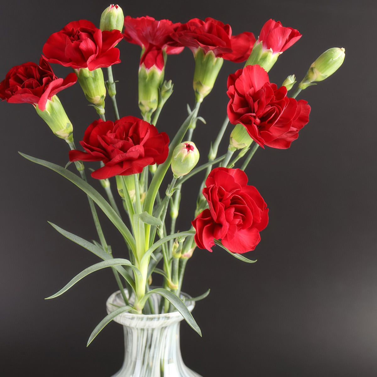 Carnation Pinata Red 1 P68carprd - Garden Express Australia