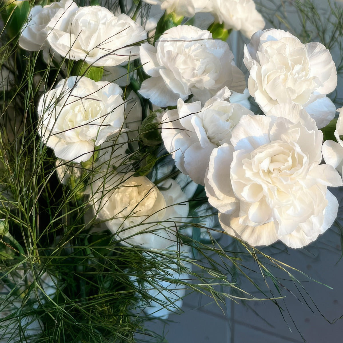 Carnation Ricotta 1 P68carric - Garden Express Australia