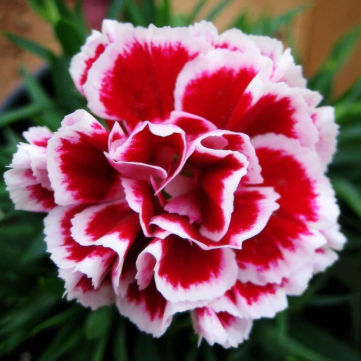 Carnation Swing - Garden Express Australia