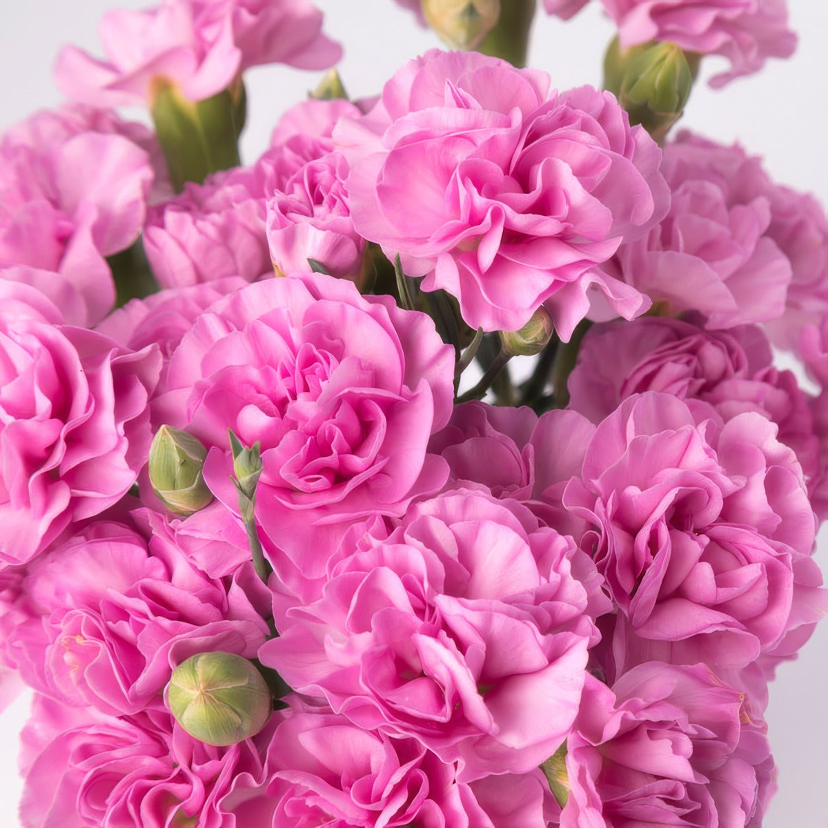 Carnation Wish 1 P68carwis - Garden Express Australia