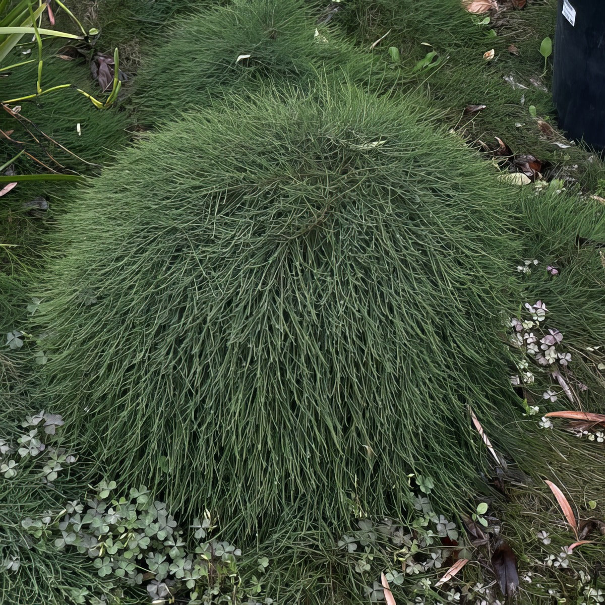 Casuarina Shagpile Lpocasspl - Garden Express Australia