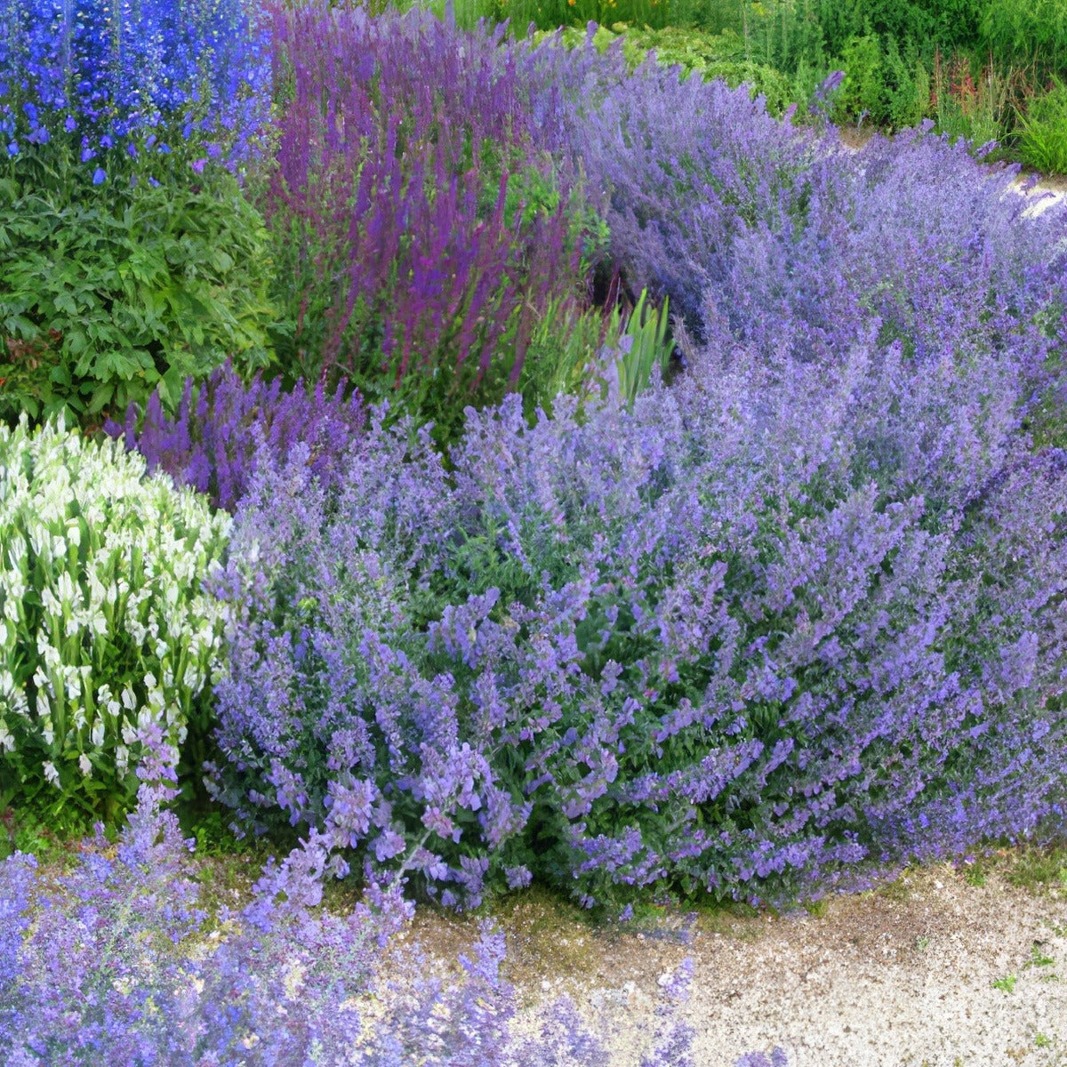 Catmint Walkers Low 16 - Garden Express Australia
