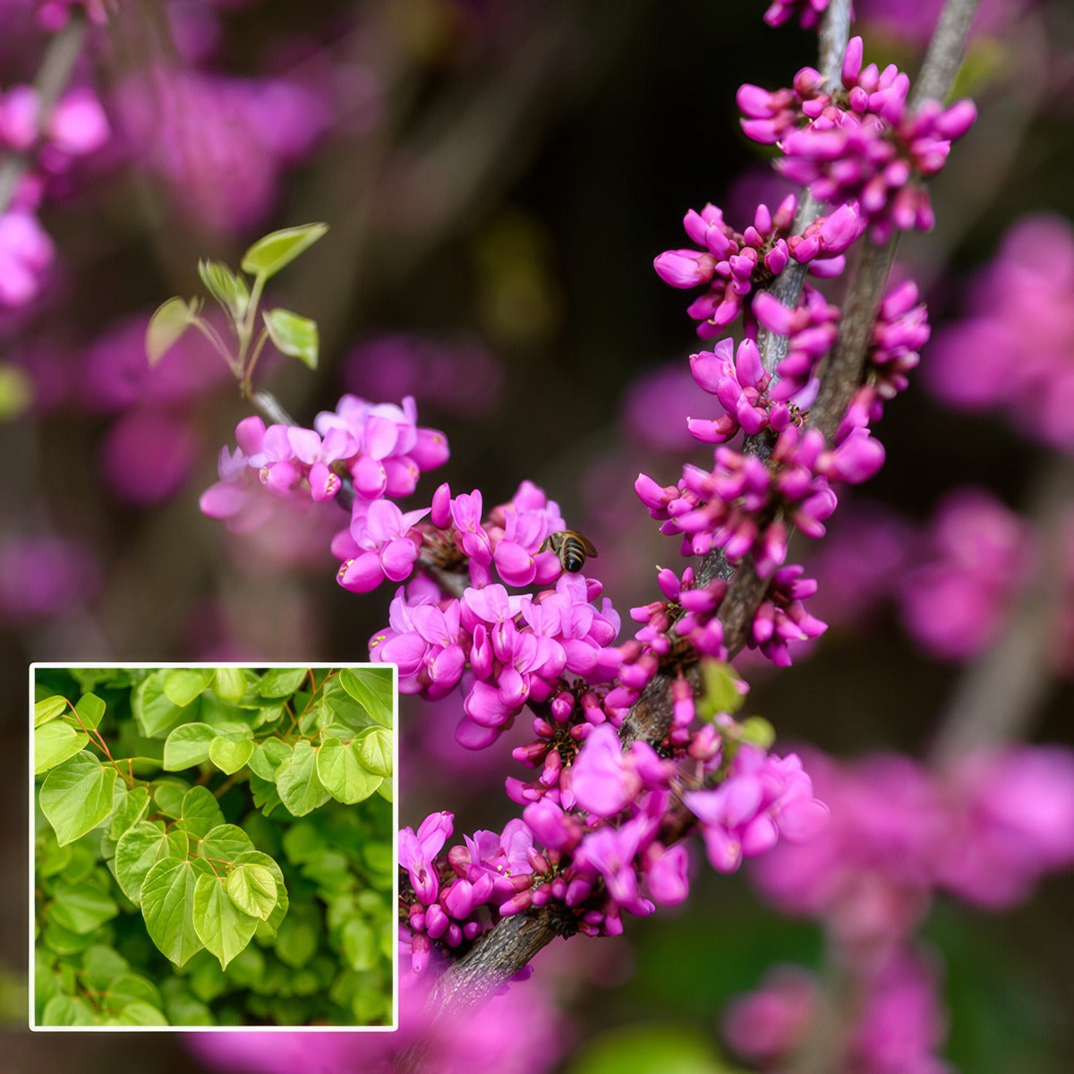 Cercis Faerie Queen Trecerfqu - Garden Express Australia
