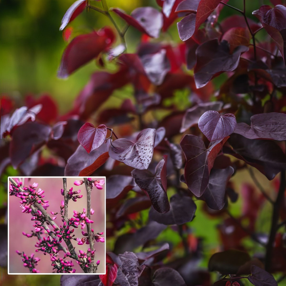 Cercis Melot P20cermer - Garden Express Australia