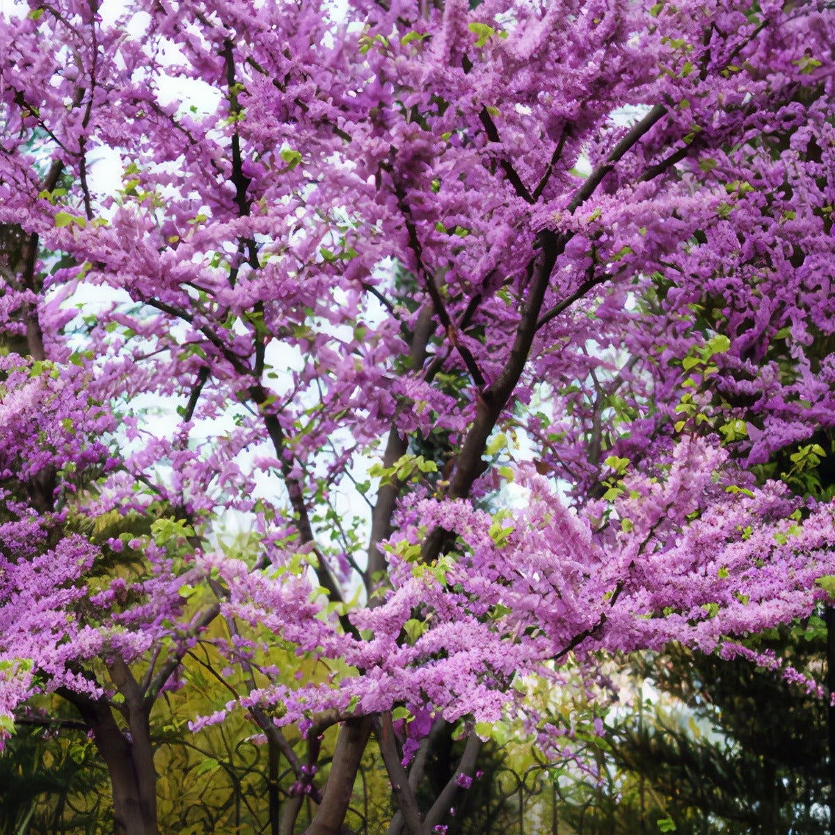 Judas Tree 15 St 101041420 - Garden Express Australia