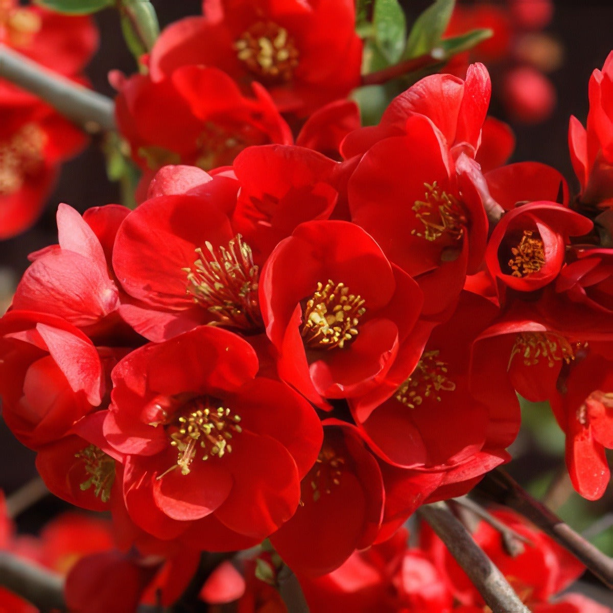 Chaenomeles Winter Cheer 13 - Garden Express Australia