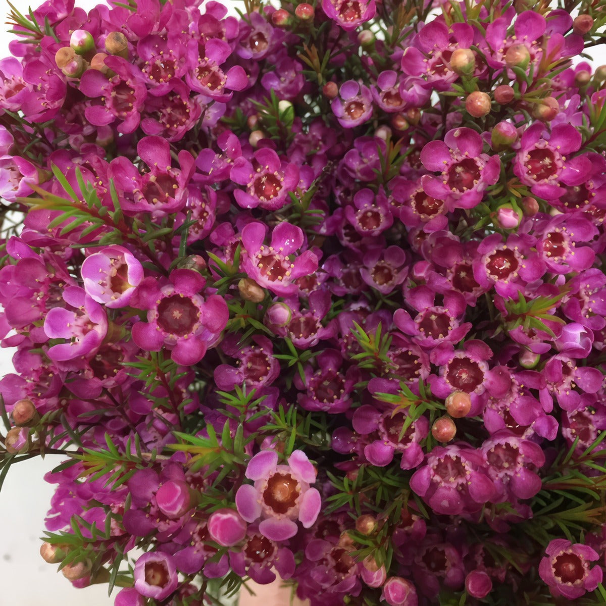 Chamelaucium Wax Flower Ninas Delight P14chawnd - Garden Express Australia