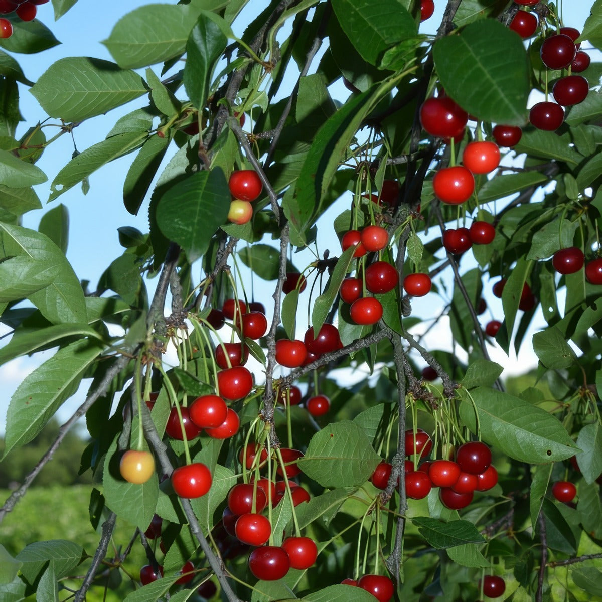 Cherry Morello Trechemor - Garden Express Australia