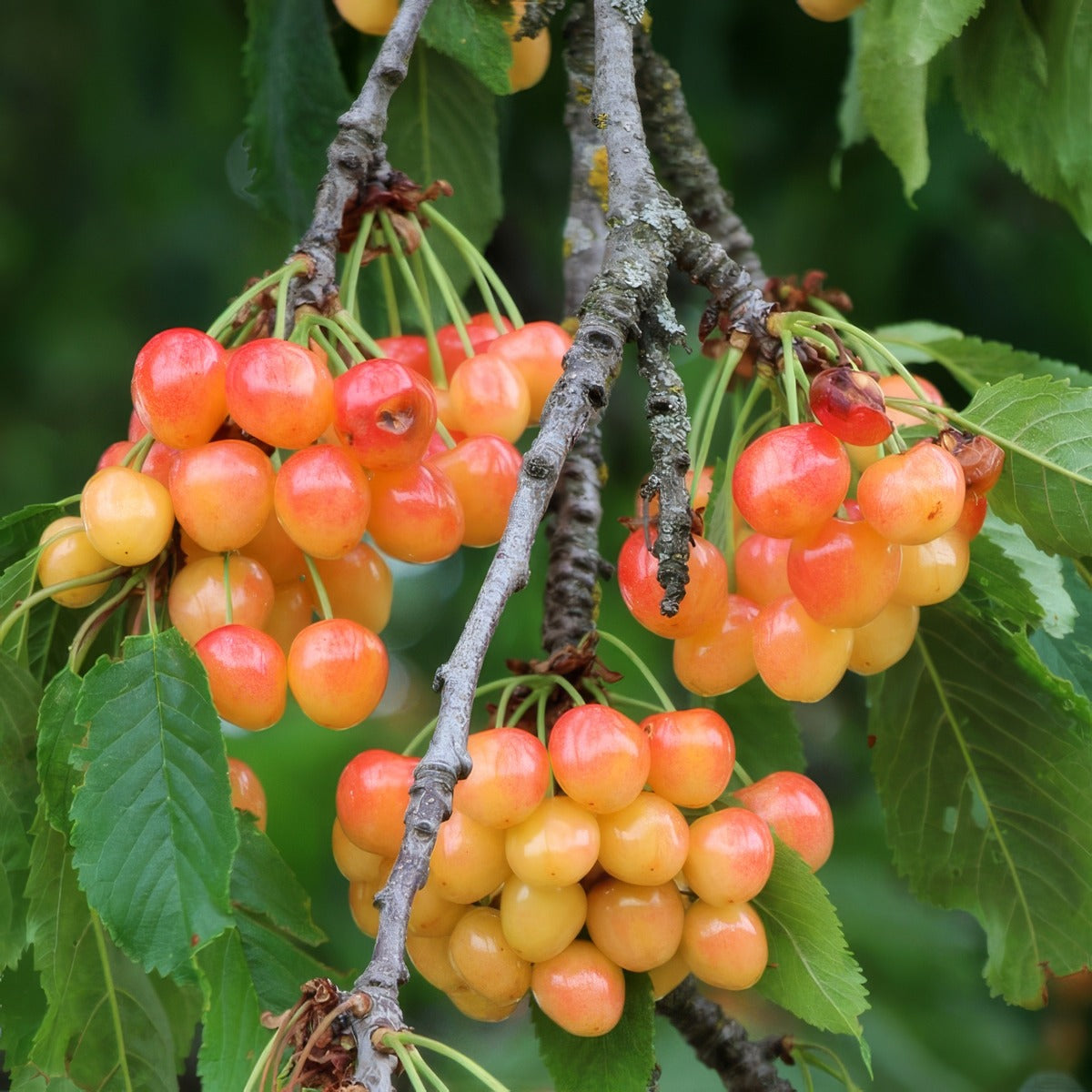 Cherry Napoleon Trechenap - Garden Express Australia