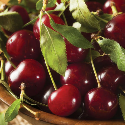 Cherry Sunburst Trechesbu 1 - Garden Express Australia