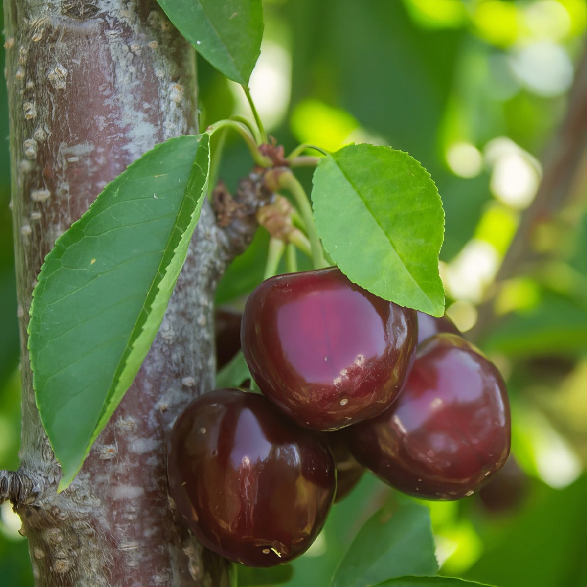 Cherry Sir Don Trechesdo - Garden Express Australia
