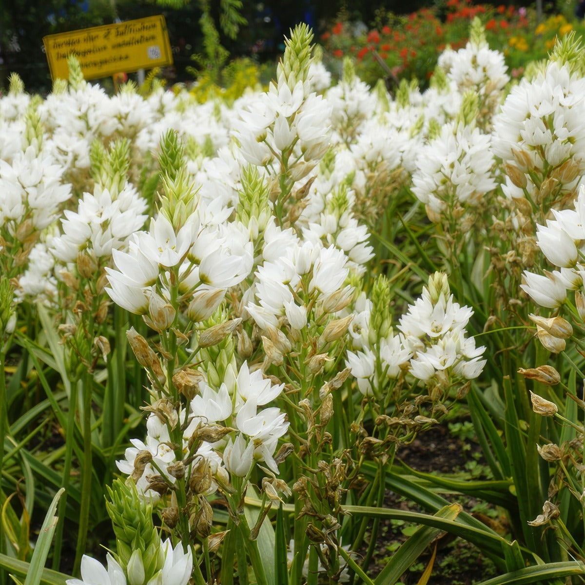 Chincherinchee 2 Pkchinch 2025 - Garden Express Australia
