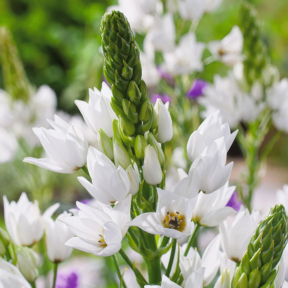 Chincherinchee Pkchinch 2025 - Garden Express Australia