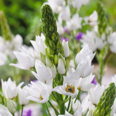 Chincherinchee Pkchinch 2025 - Garden Express Australia