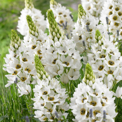 Chincherinchee 3 Pkchinch 2025 - Garden Express Australia