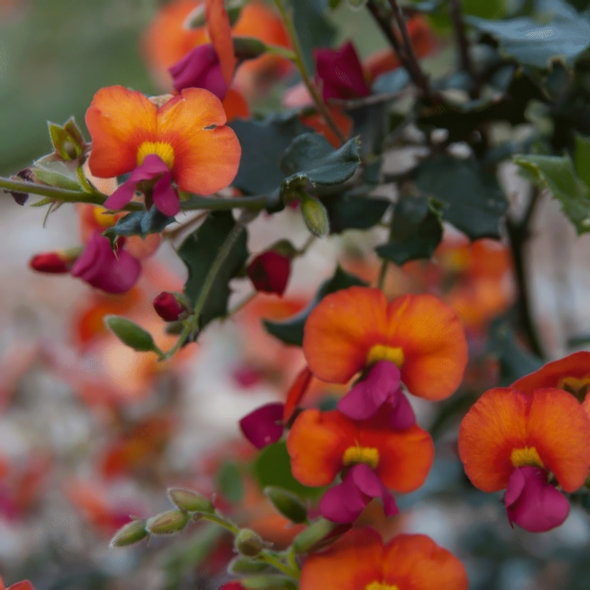 Chorizema Varium Kp Gnangarra 10 By Photographs By Gnangarra Via Wiki 2026 Lpochofst Gif - Garden Express Australia