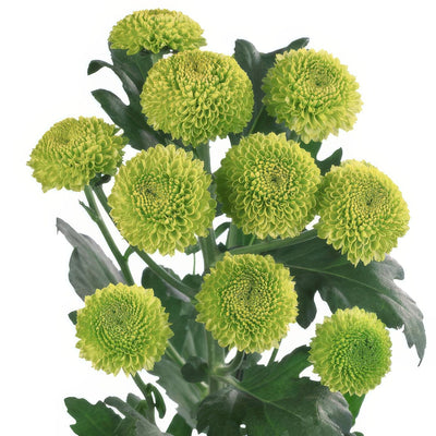 Chrysanthemum Feeling Green - Garden Express Australia