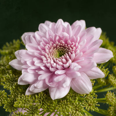 Chrysanthemum Karma Pink - Garden Express Australia