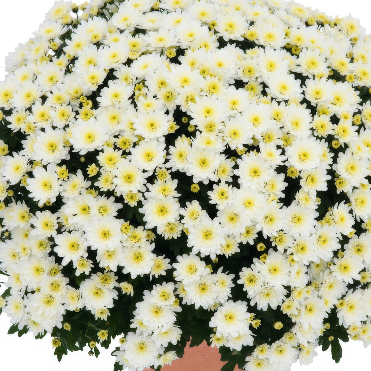 Garden Mum Chrysanthemum Rochefort White P10gmurwh - Garden Express Australia