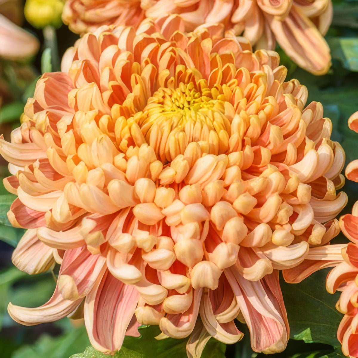 Chrys Pot Mum Kena Copper Pplpmukco 2020 - Garden Express Australia