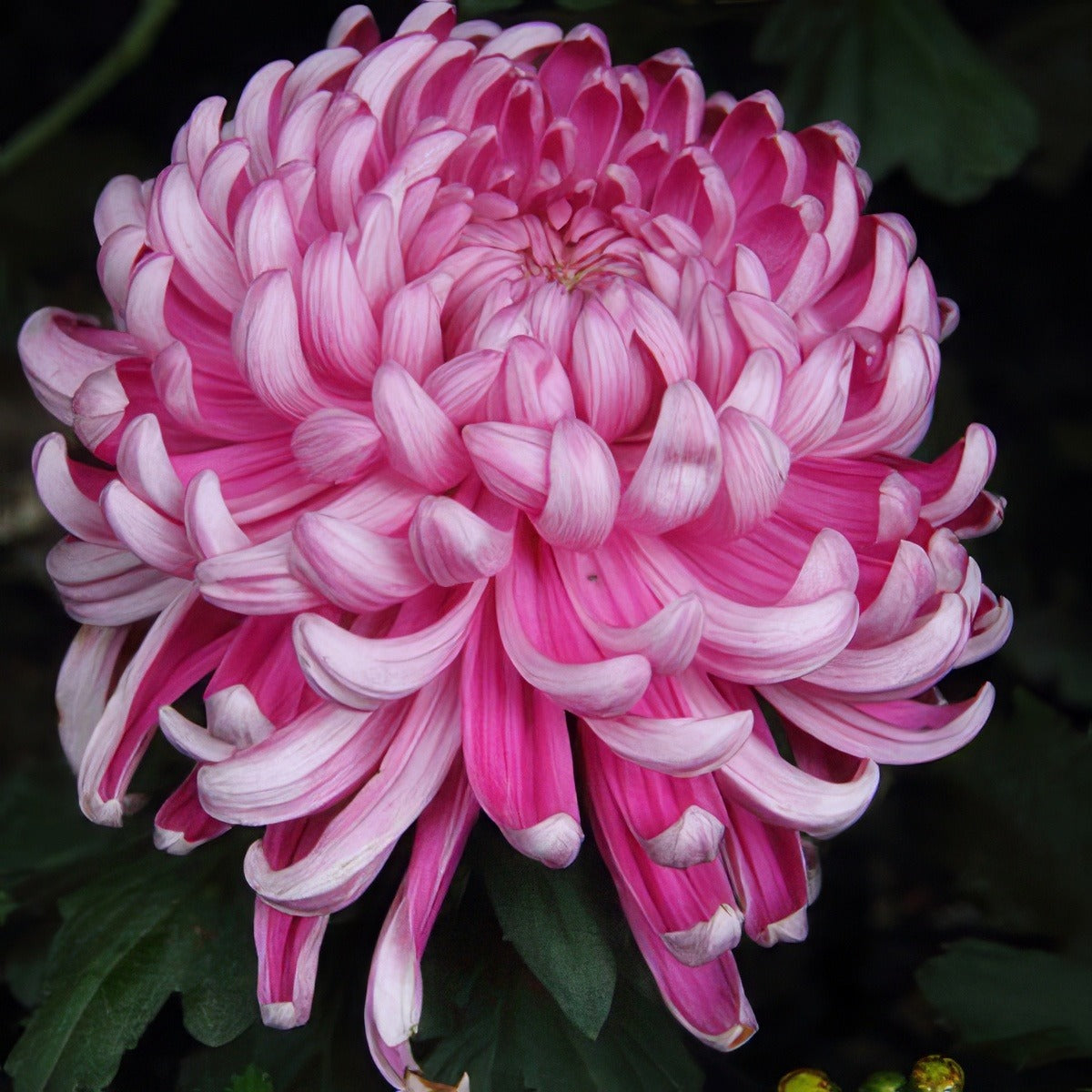 Chrys Pot Mum Kena Pink Pplpmukpi 2020 - Garden Express Australia