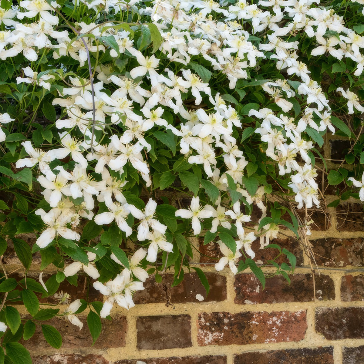 Clematis Montana Alba - Garden Express Australia