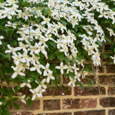 Clematis Montana Alba - Garden Express Australia