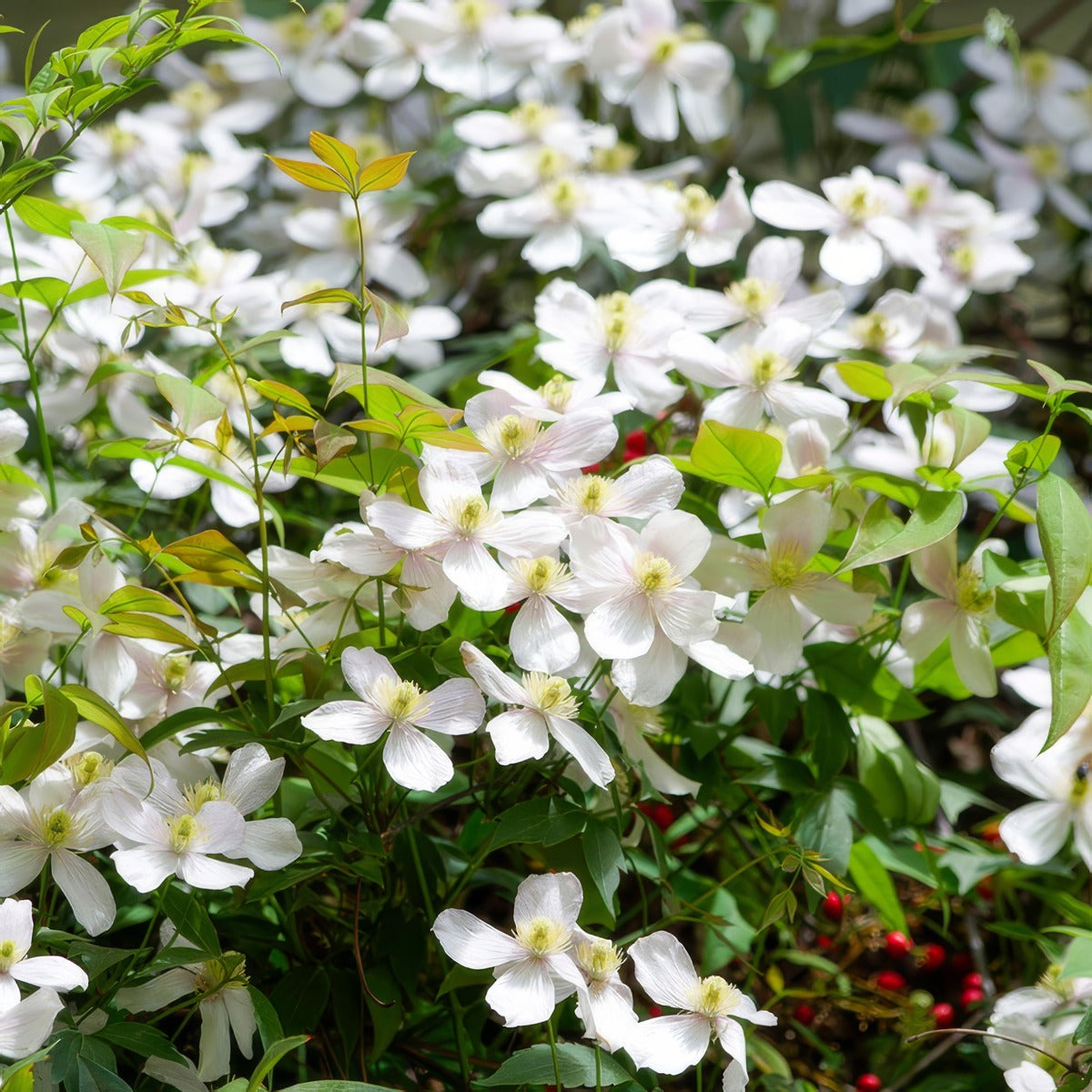 Clematis Montana Alba Lpoclemal - Garden Express Australia