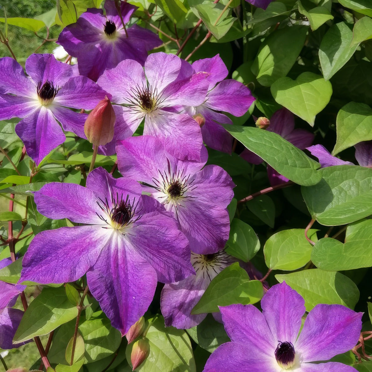 Clematis Cloudburst P10clecbu - Garden Express Australia
