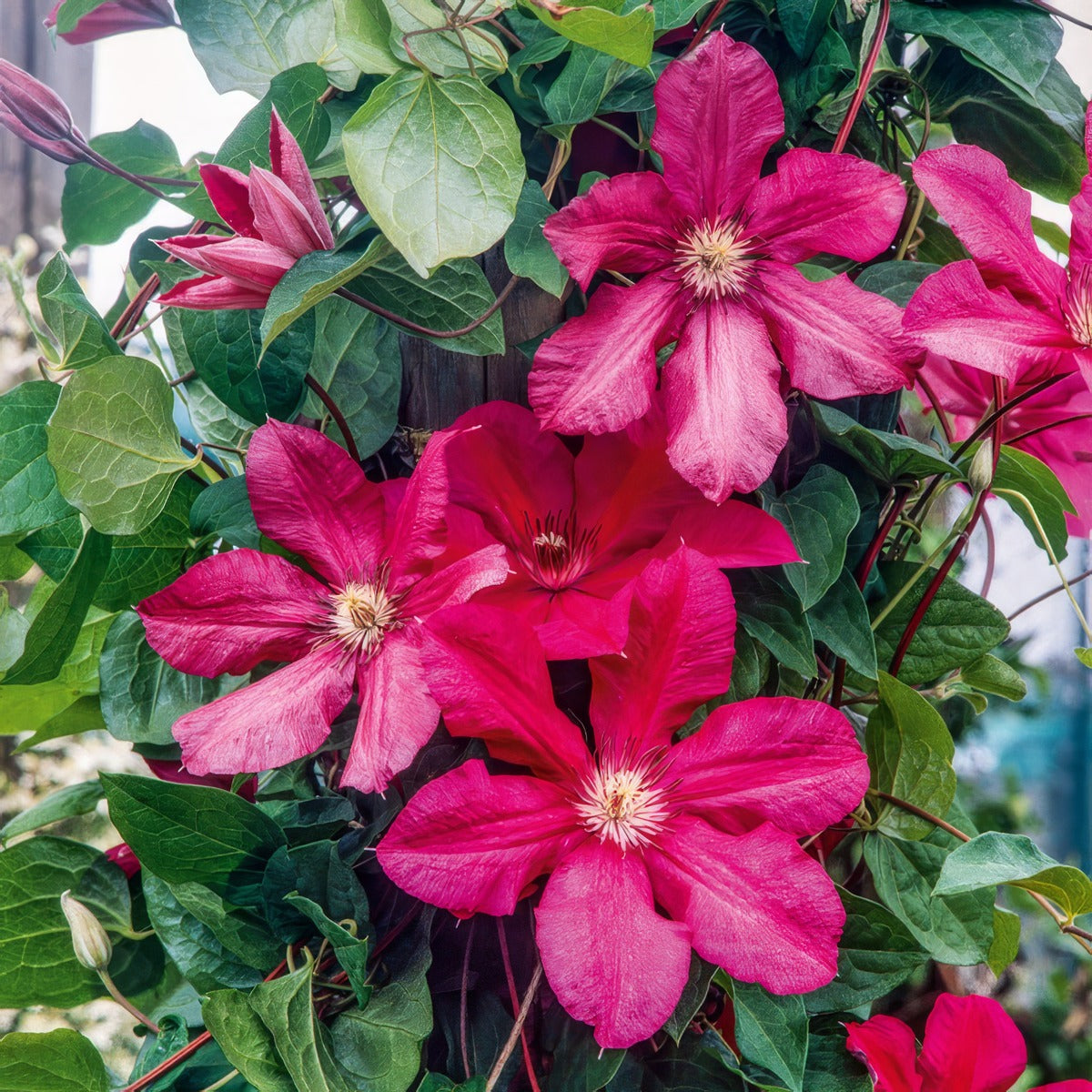 Clematis Cardinal Wyszynski - Garden Express Australia