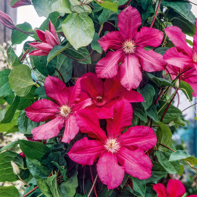 Clematis Cardinal Wyszynski - Garden Express Australia
