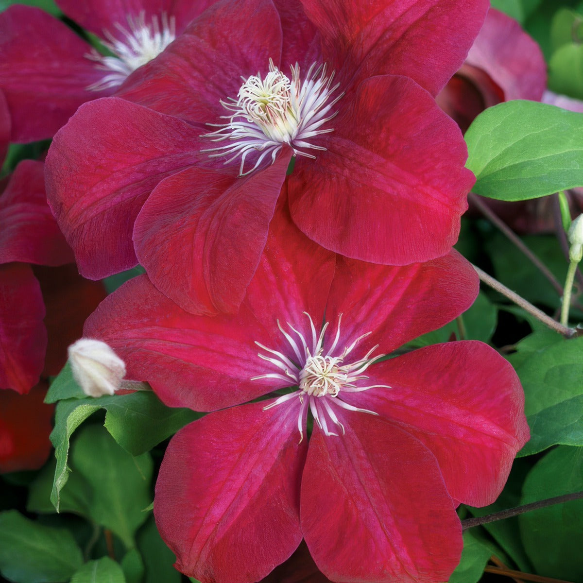 Clematis Rouge Cardinal P10clerca - Garden Express Australia