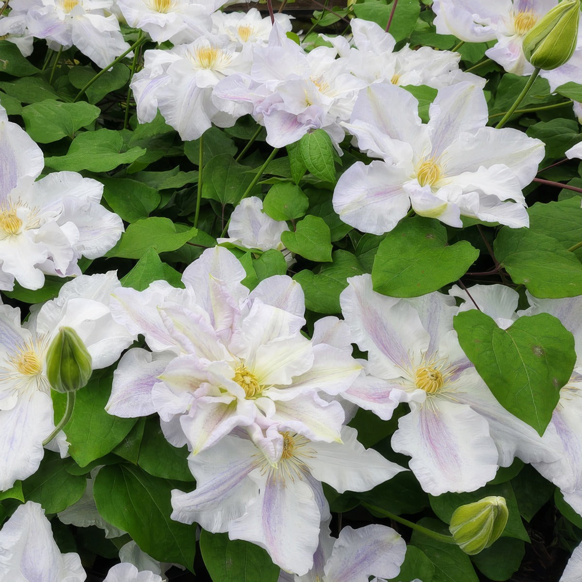 Clematis Veronicas Choice P10clevch - Garden Express Australia
