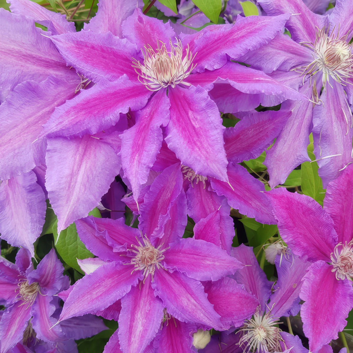 Clematis Vancouver Starry Nights - Garden Express Australia