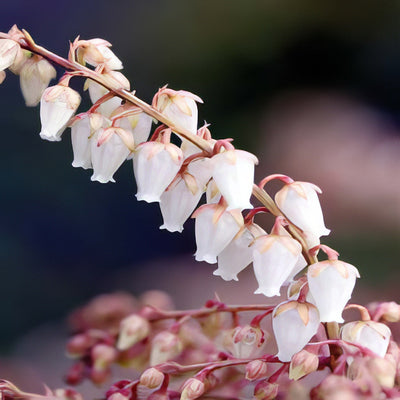 Clethora Arborea Is - Garden Express Australia