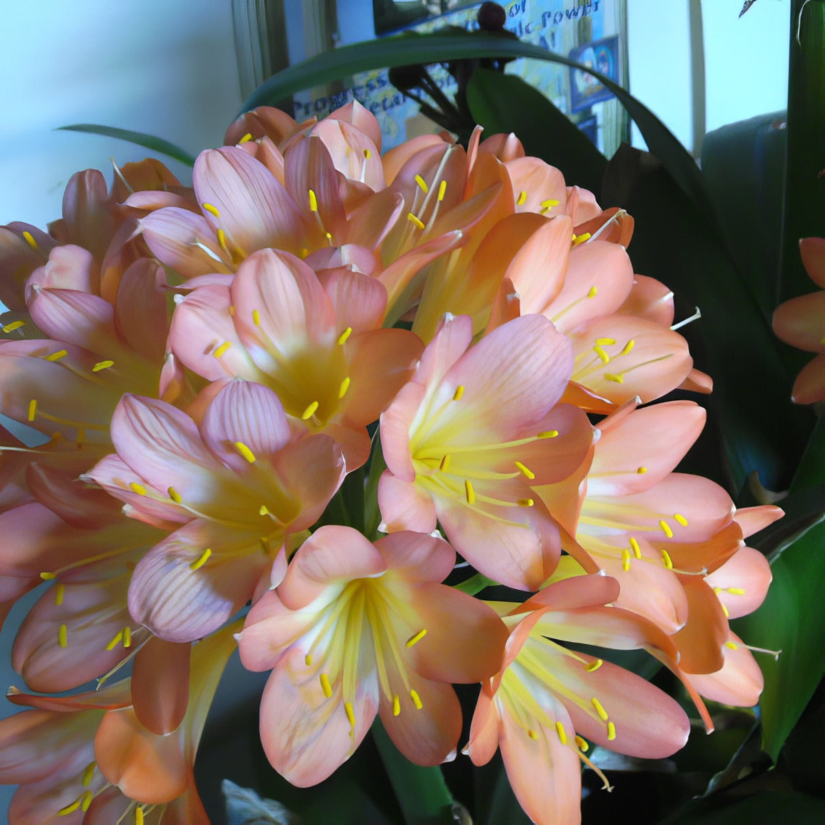 Clivia Peach Pastel P14clippa - Garden Express Australia
