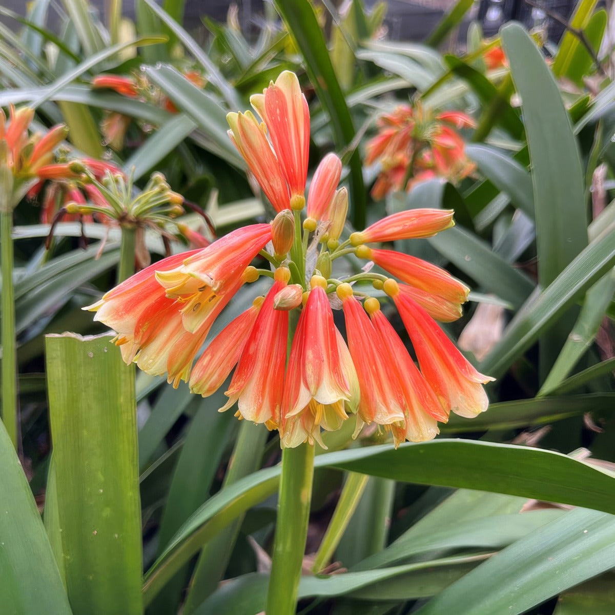 Clivia X Cyrtanthiflora Placlicyr - Garden Express Australia