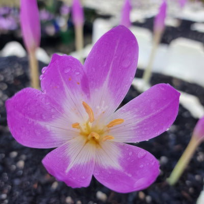 Colchicum Bornmeulleri Pkcolbor - Garden Express Australia