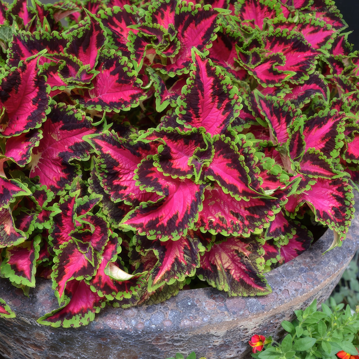 Coleus Heartbreaker P10colhbr - Garden Express Australia