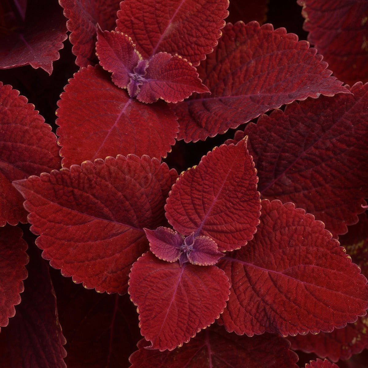Coleus Ruby Slipper 01 P10colrsl - Garden Express Australia