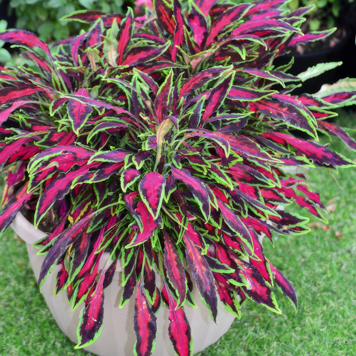Coleus Spitfire 2 - Garden Express Australia