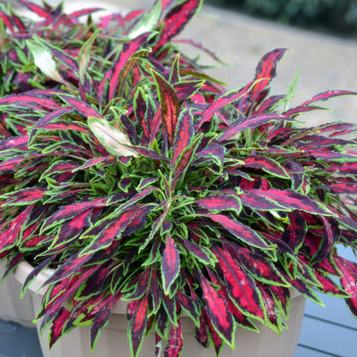 Coleus Spitfire - Garden Express Australia