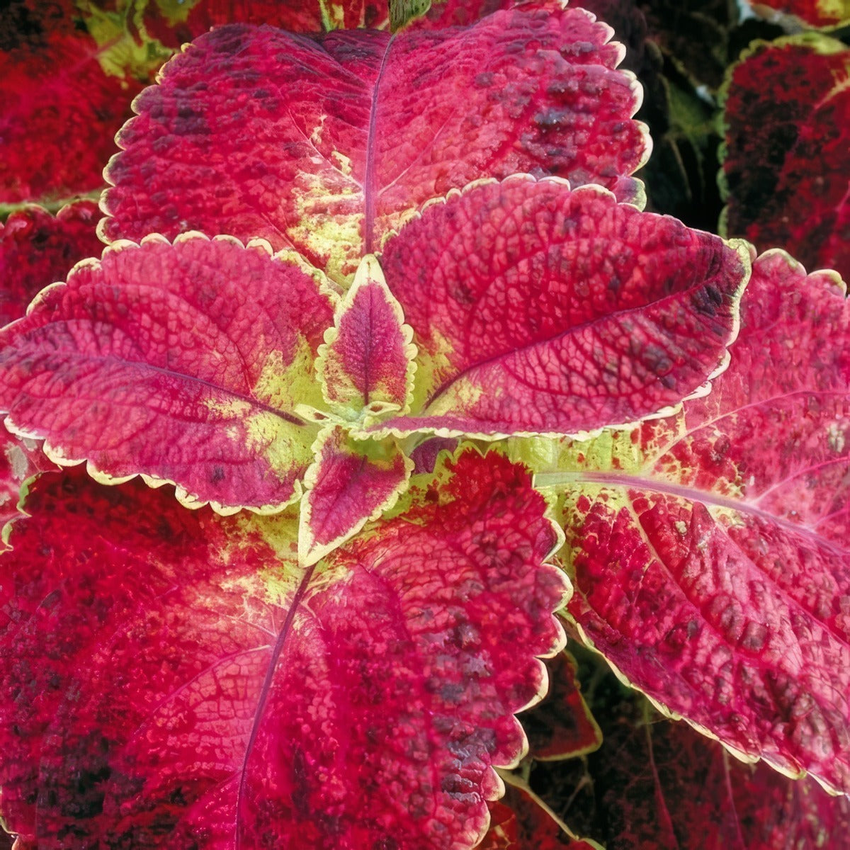 Coleus Bloody Mary P12colbma - Garden Express Australia