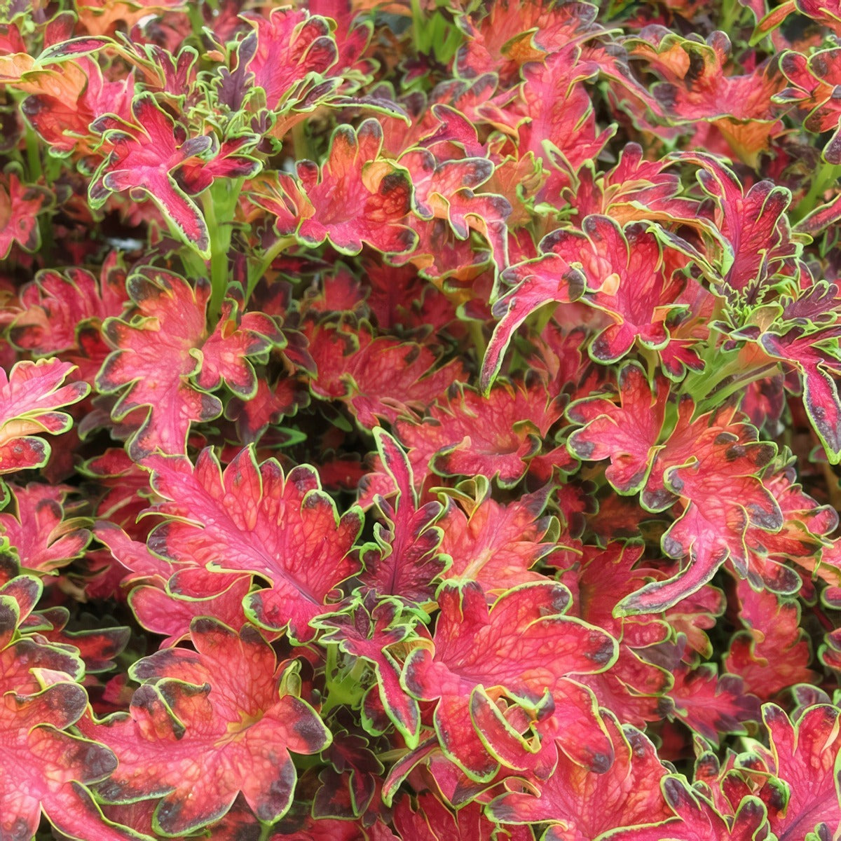 Coleus Planters Punch P12colppl - Garden Express Australia