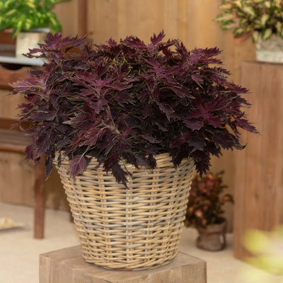 Coleus Down Town Dallas P68coldtd - Garden Express Australia