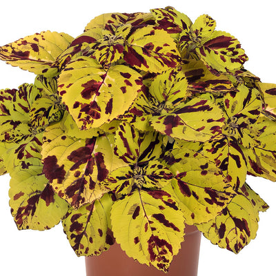 Coleus Stained Glass Window Presidio - Garden Express Australia