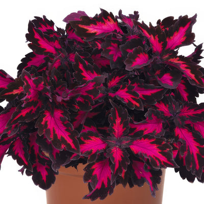 Coleus Stained Glass Window Royalty - Garden Express Australia