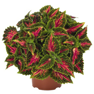 Coleus Stained Glass Window Spacecake - Garden Express Australia