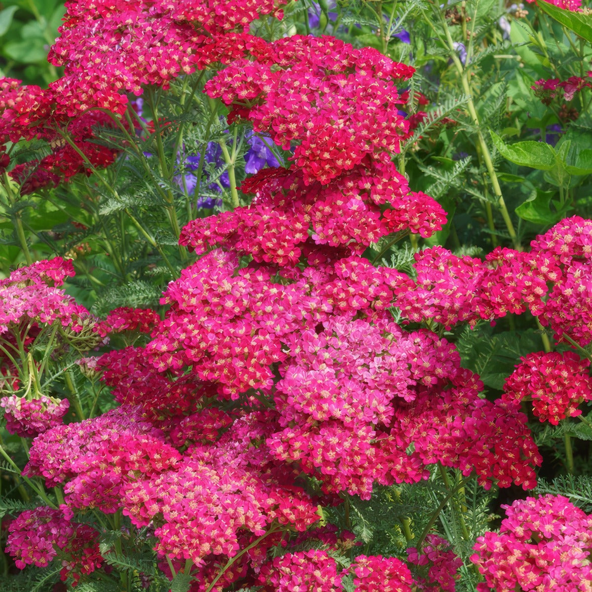 Achillea Cerise Queen Pkachcqu 2026 - Garden Express Australia
